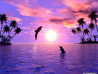 Dolphin hd widescreen backgrounds 1080P, 2K, 4K, 5K HD wallpapers free  download | Wallpaper Flare