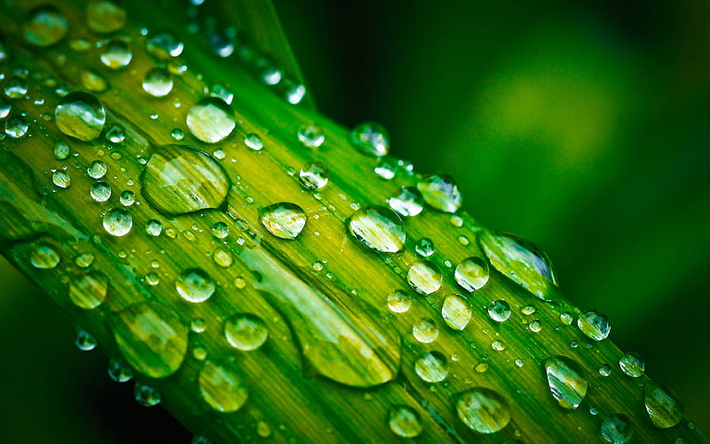 dew water drops, plant, stem, close-up, HD wallpaper