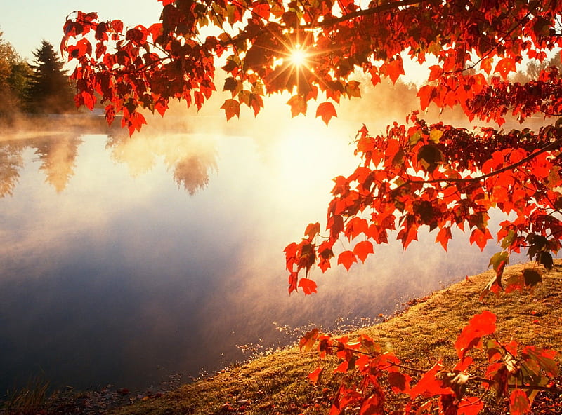 Autumn River, grass, background, fog, nice, gold, multicolor, landscapes, creeks, bright, paisage, wood, sunrises, brightness, smoky, red, beautiful, seasons, leaves, roots, smoke, scenery, beije, maroon, mist, paisagem, day, nature, misty, branches, pc, scene, foggy, orange, high definition, clouds, cenario, scenario, beauty, forests, morning, rivers, paysage, cena, golden, black, trees, sky, panorama, cool, awesome, computer, hop, fullscreen, colorful, autumn, brown, gray, trunks, graphy, grasslands, waterscapes, grove, amazing, multi-coloured, view, colors, leaf, colours, natural, HD wallpaper