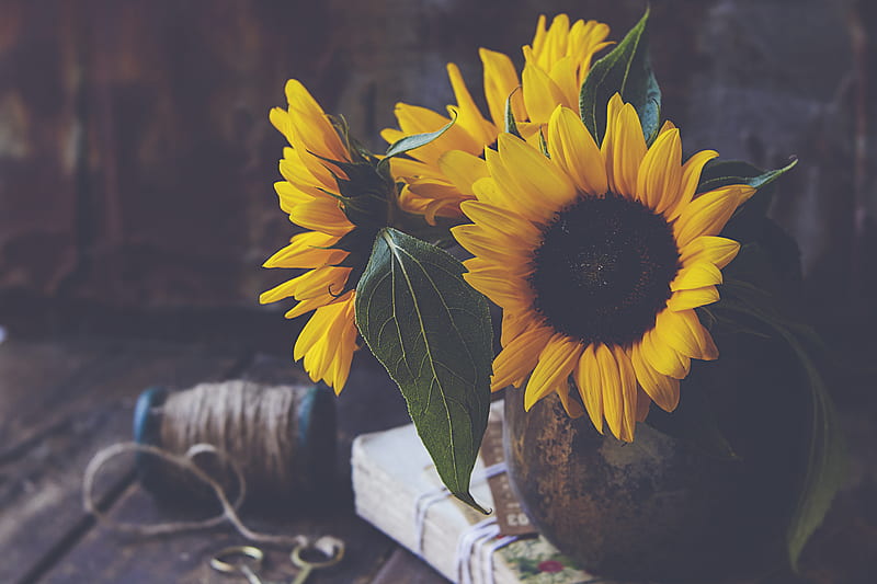 sunflowers, flowers, petals, vase, yellow, aesthetics, HD wallpaper