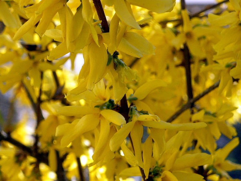 yellow, flower, spring, forsythia, HD wallpaper