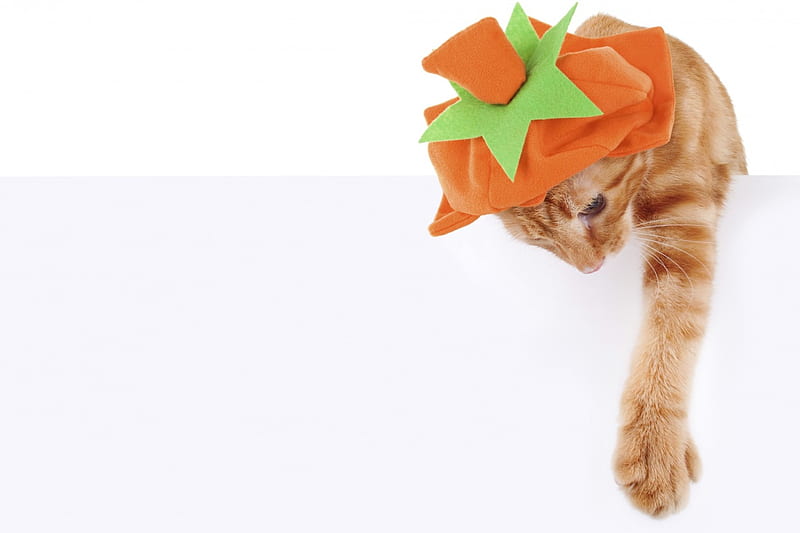 Happy Halloween!, orange, halloween, ginger, paw, cat, animal, card, green, pumpkin, funny, kitten, white, HD wallpaper