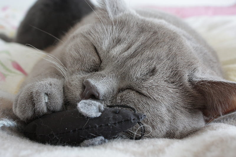 me and my mouse, nice, little, grey kitten, mouse, toy, sleeping, HD wallpaper