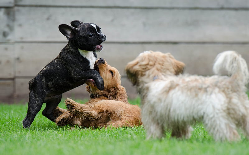 Cocker Spaniel, French bulldog, Glen of Imaal Terrier friendship, puppies, lawn, dogs, pets, HD wallpaper