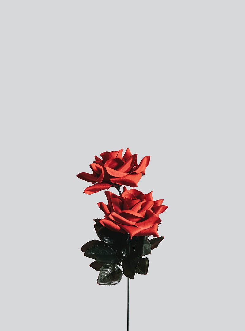 Rose, flower, artificial, minimalism, HD phone wallpaper | Peakpx