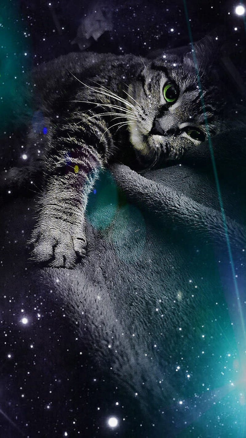Pitiful Love, baby, cat, galaxy, green, kitten, teal, HD phone wallpaper