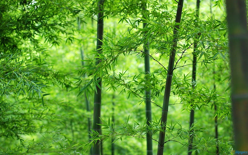 Bamboo Grove, green, groves, forests, trees, bamboo, HD wallpaper