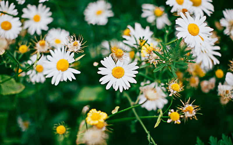 chamomile spring, bloom, white flowers, Matricaria chamomilla, spring flowers, HD wallpaper