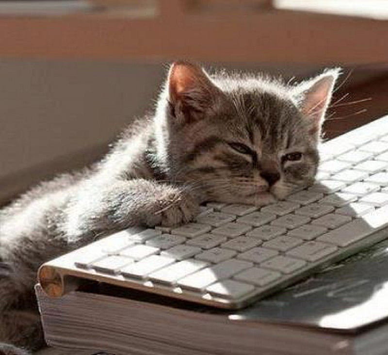tired from hardly working....., tired, cat, animals, kitty, HD wallpaper