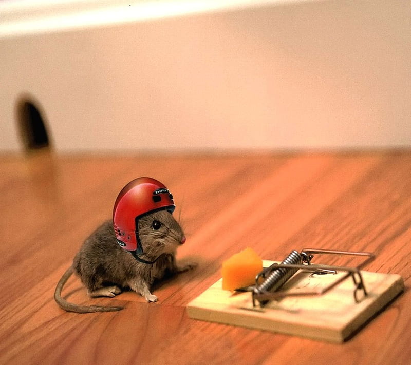Cute Hungry Mouse, cheese, food, funny, new, nice, trap, HD wallpaper