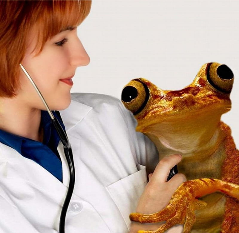 Frog series10 --froggy at the clinic, frog, 10, series, clinic, HD wallpaper