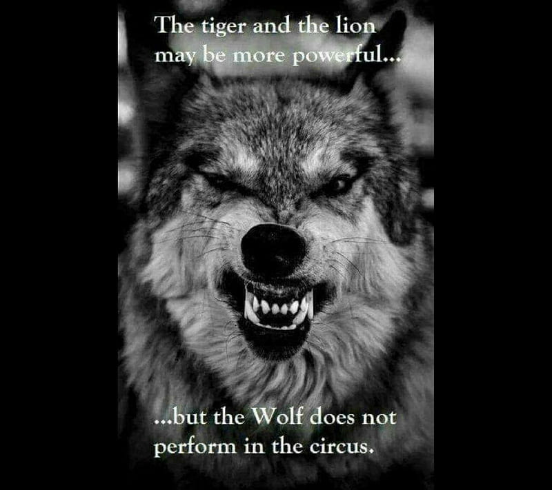 Be Like the Wolf, circus, lion, motivation, motivational, sayings, text, tiger, wolf, HD wallpaper