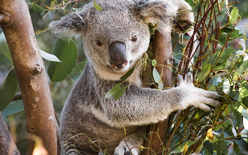 koala, cute bear cub, marsupials, eucalyptus, Australia, forest, Phascolarctos cinereus, HD wallpaper