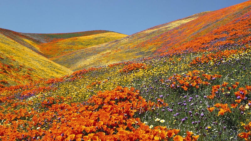 california poppies antelope valley, hills, flowers, orange, valley, HD wallpaper