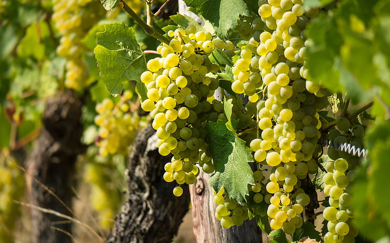 white grapes, Sultana, Thompson Seedless, vineyard, bunch of grapes, fruit, HD wallpaper