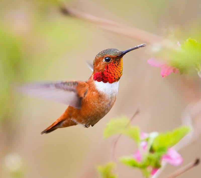 Colibri, 2014, animal, bird, colibri, cool nature, new, nice, pet, wow