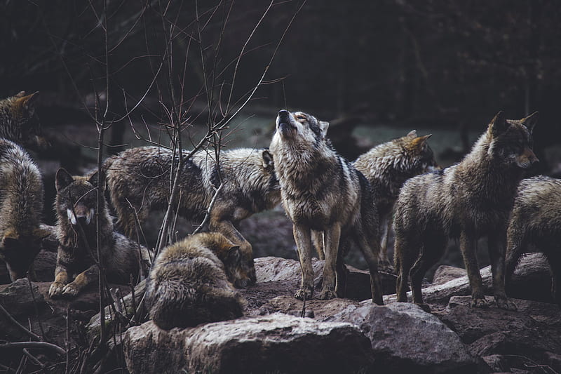 wolves, predators, flock, wildlife, gray, howl, HD wallpaper