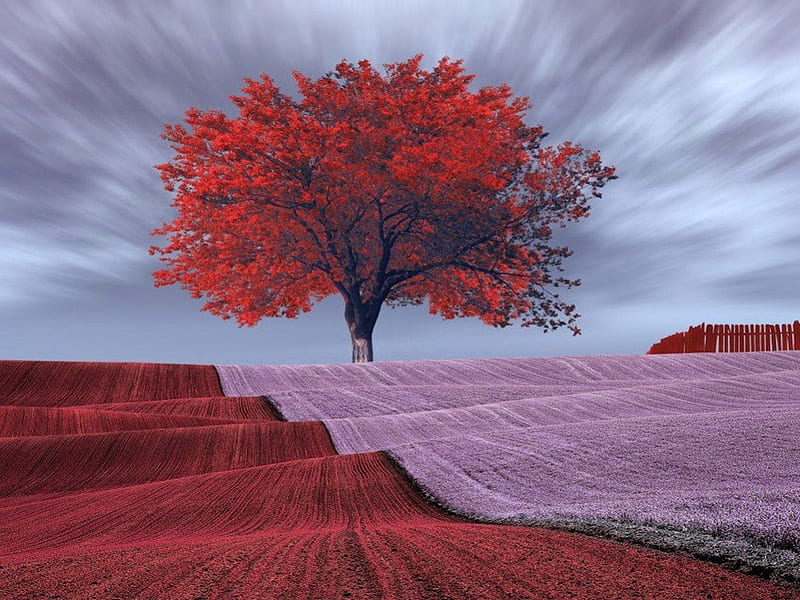 Lone Red Tree Stands Strong in Stunning Field, red, storm, tree, strong, flowers, beauty, nature, land, flat, pink, field, HD wallpaper