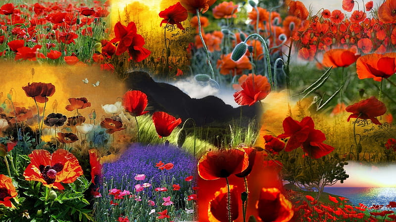 My Poppy Collage, poppies, firefox persona, lavender, sky, floral, flora, mountain, blossoms, flowers, blooms, HD wallpaper