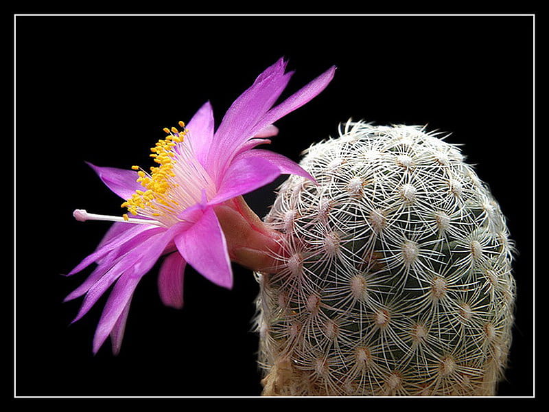 Cactus, flor, belleza, soltero, púrpura, Fondo de pantalla HD | Peakpx