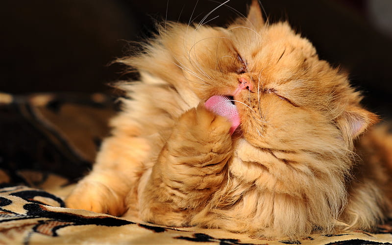 Persian Cat, close-up, ginger cat, fluffy cat, ginger Persian, cats, domestic cats, pets, Persian, HD wallpaper
