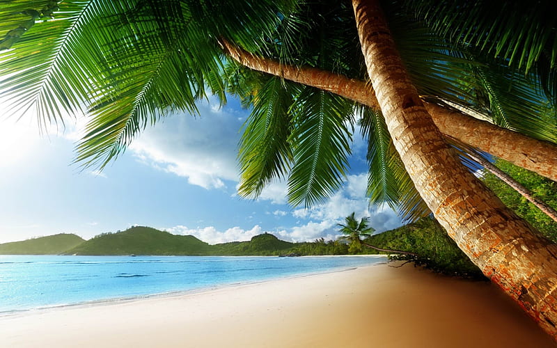 Isla de palmeras exóticas, playa, árbol, palma, isla, Fondo de pantalla HD  | Peakpx