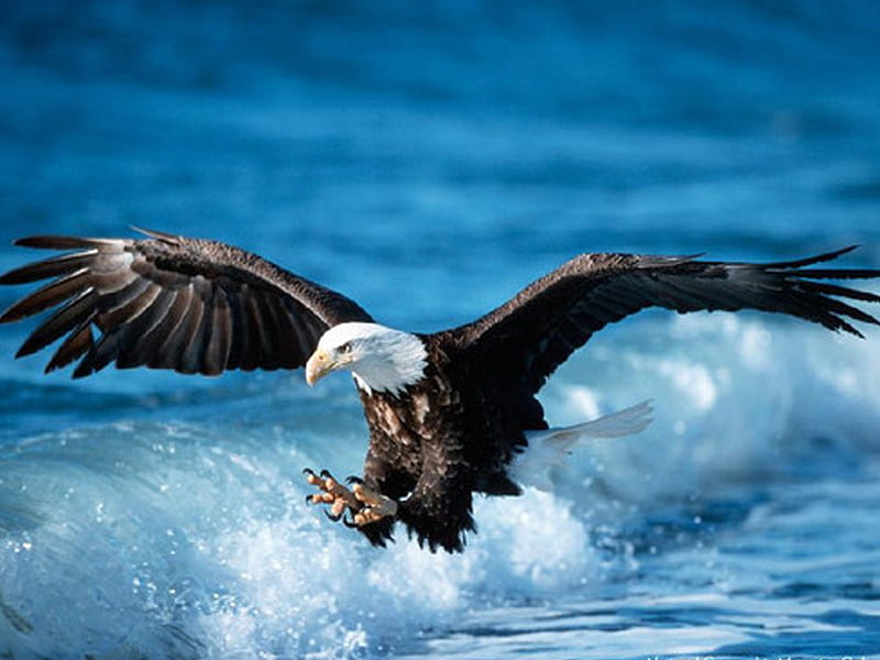 águila de mar, águila, pvp, orilla del mar, Fondo de pantalla HD | Peakpx