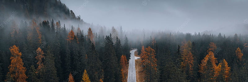 Premium . Drone view of a misty coniferous forest in autumn, HD wallpaper