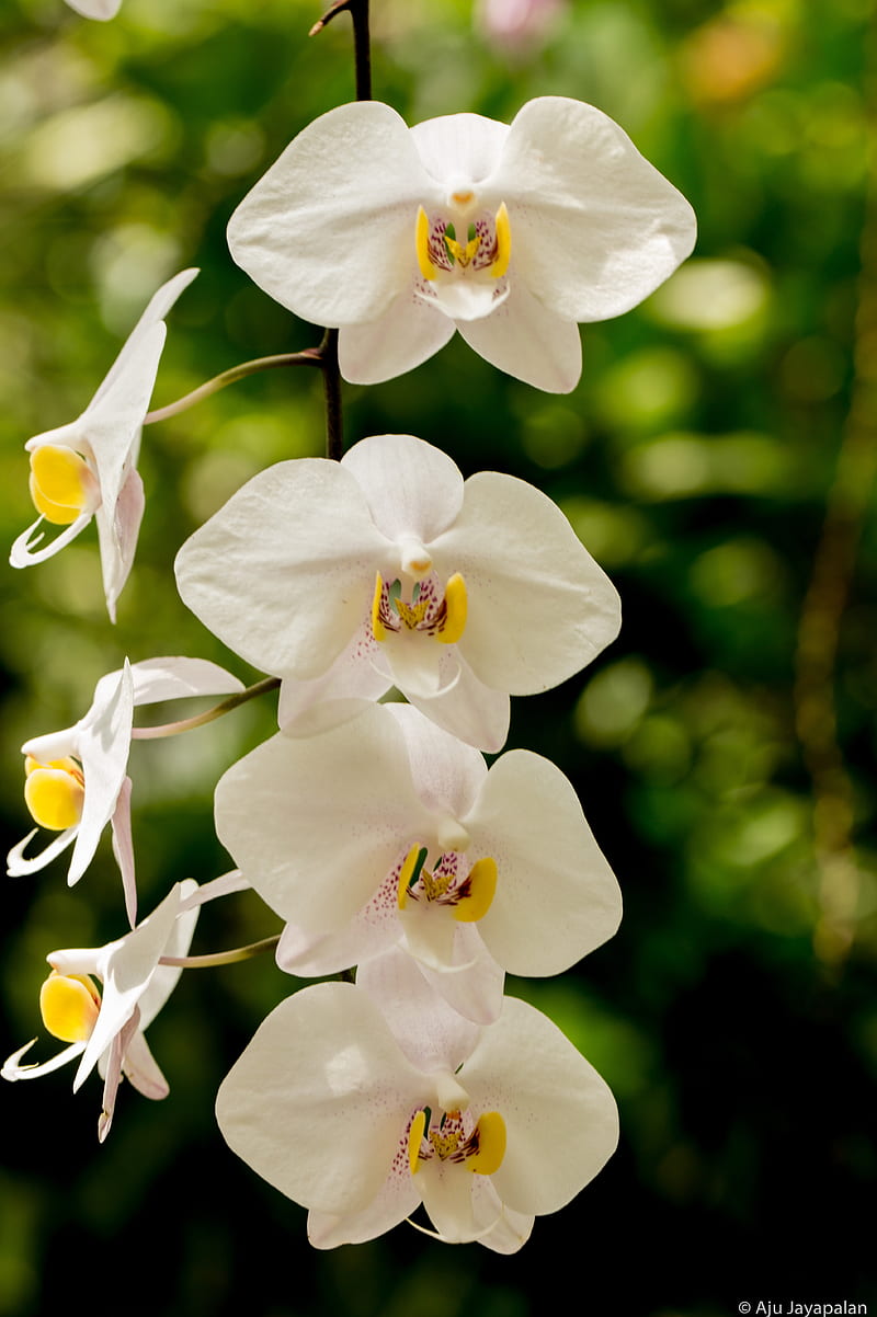 4 White Flowers, atlanta botanical gardens, spring, white flowers, HD phone wallpaper
