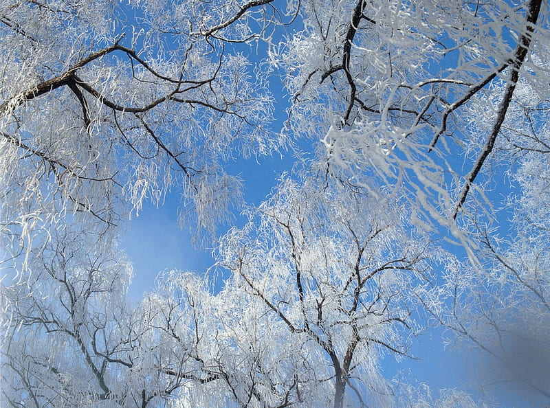 Icy Winter Sky, trees, sky, weather, winter, cold, frosty, snow awesome, day, nature, white, blue, HD wallpaper