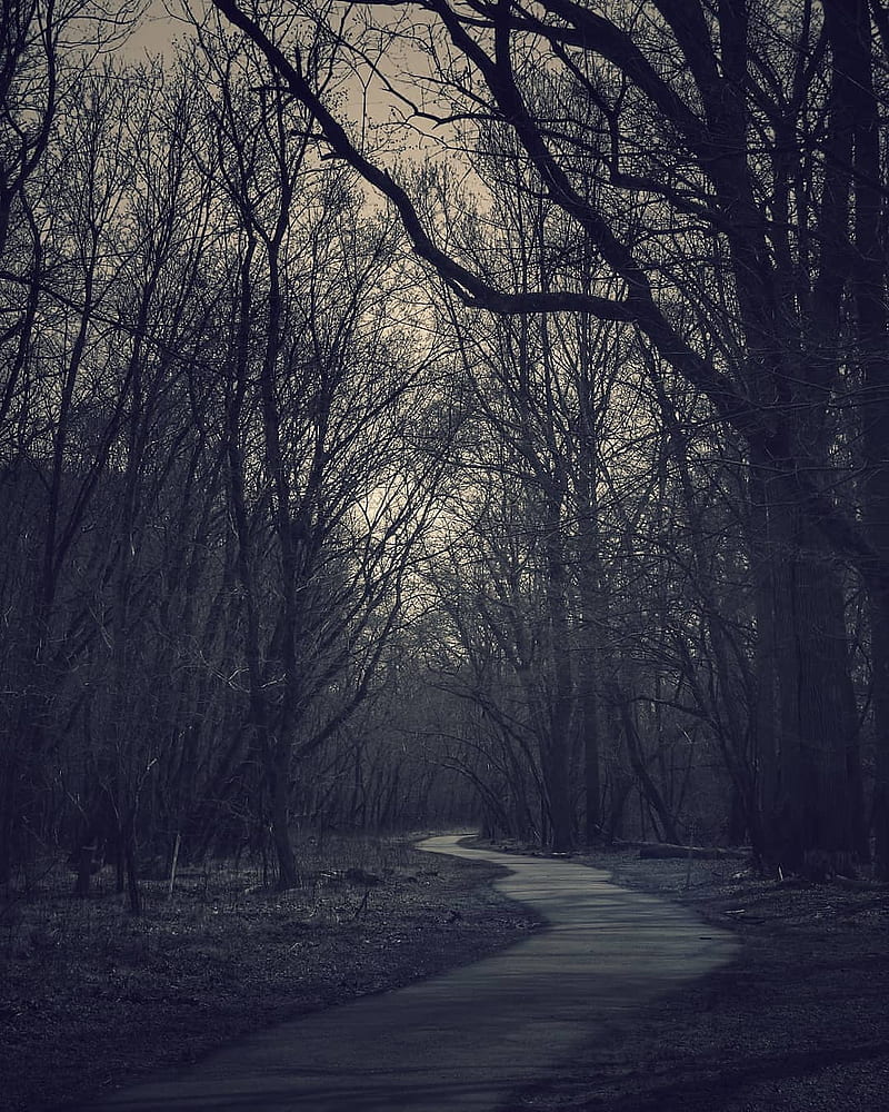 Dark path, dark, darkness, forest, nature, path, search, trail, trees, walk, wander, HD phone wallpaper