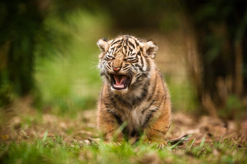 Cute Cub, tiger, cub, animals, HD wallpaper