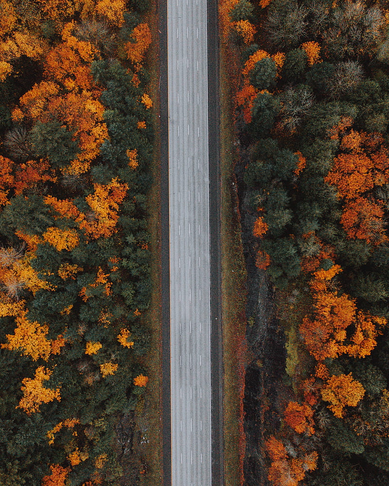 road, forest, aerial view, highway, trees, autumn, HD phone wallpaper