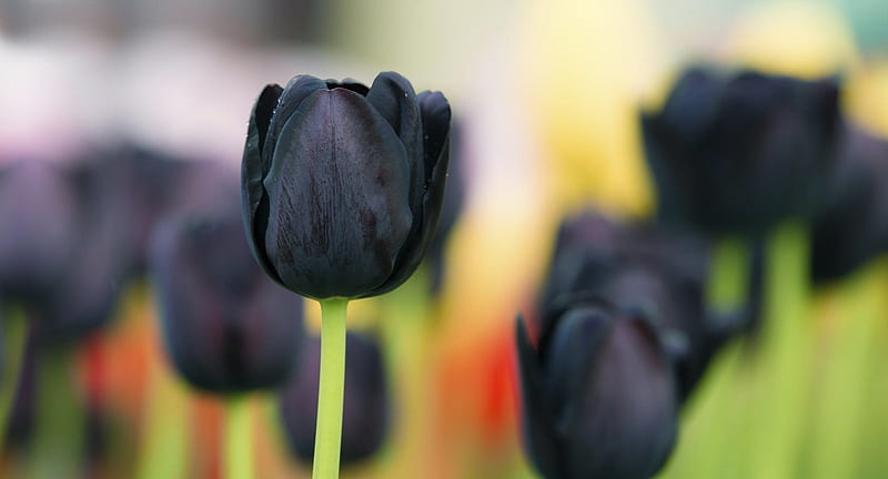 Tulipanes negros, flor, negro, maravilloso, tulipán, Fondo de pantalla HD |  Peakpx