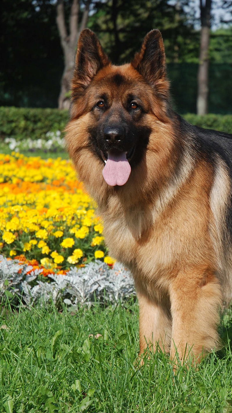 German Shepherd Dog, german shepherd, flowers, grass, sheep, animal, pet,  brown dog, HD phone wallpaper | Peakpx