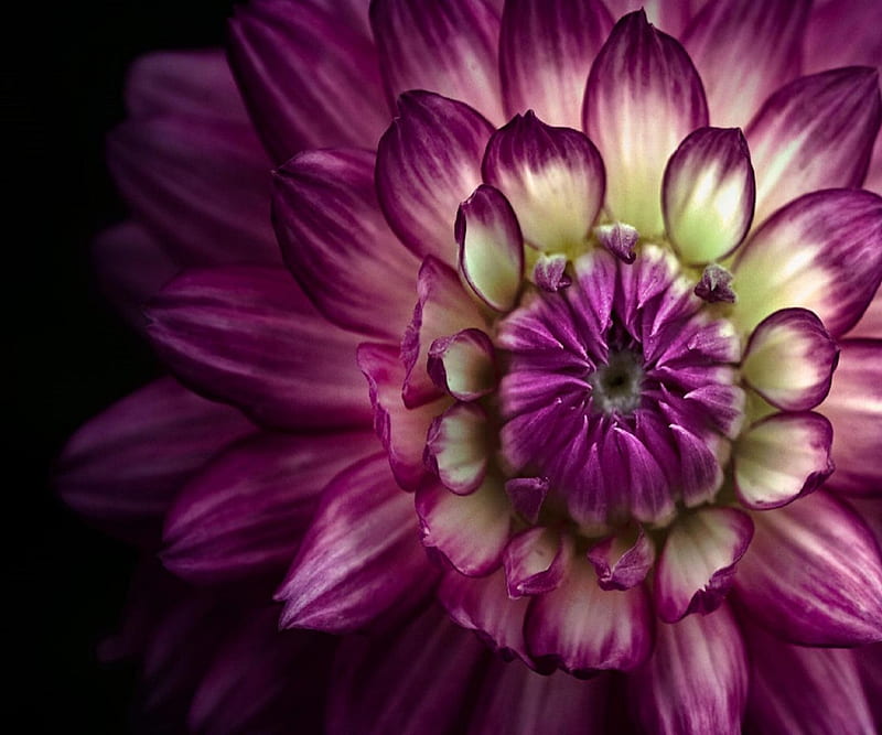 Purple Dahlia Closeup Flowers Nature HD   Peakpx   HD   Purple Dahlia Closeup Flowers Nature 