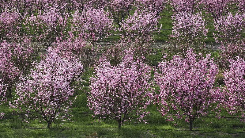 Peach Orchard Fruit Trees, Fruit Trees, Pink Flowers, Peach Orchard, Nature, HD wallpaper