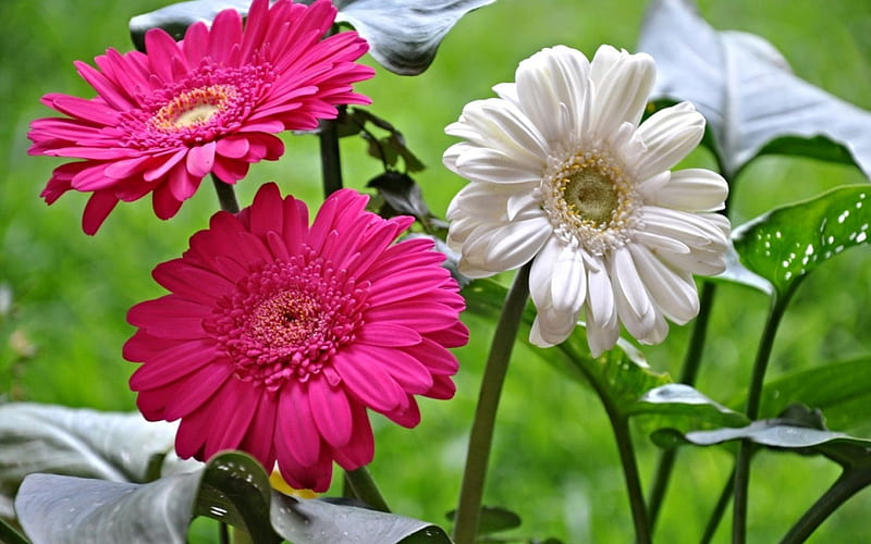 Gerbera blanca rosada, gerbera, flores, naturaleza, blanco, rosado, Fondo  de pantalla HD | Peakpx
