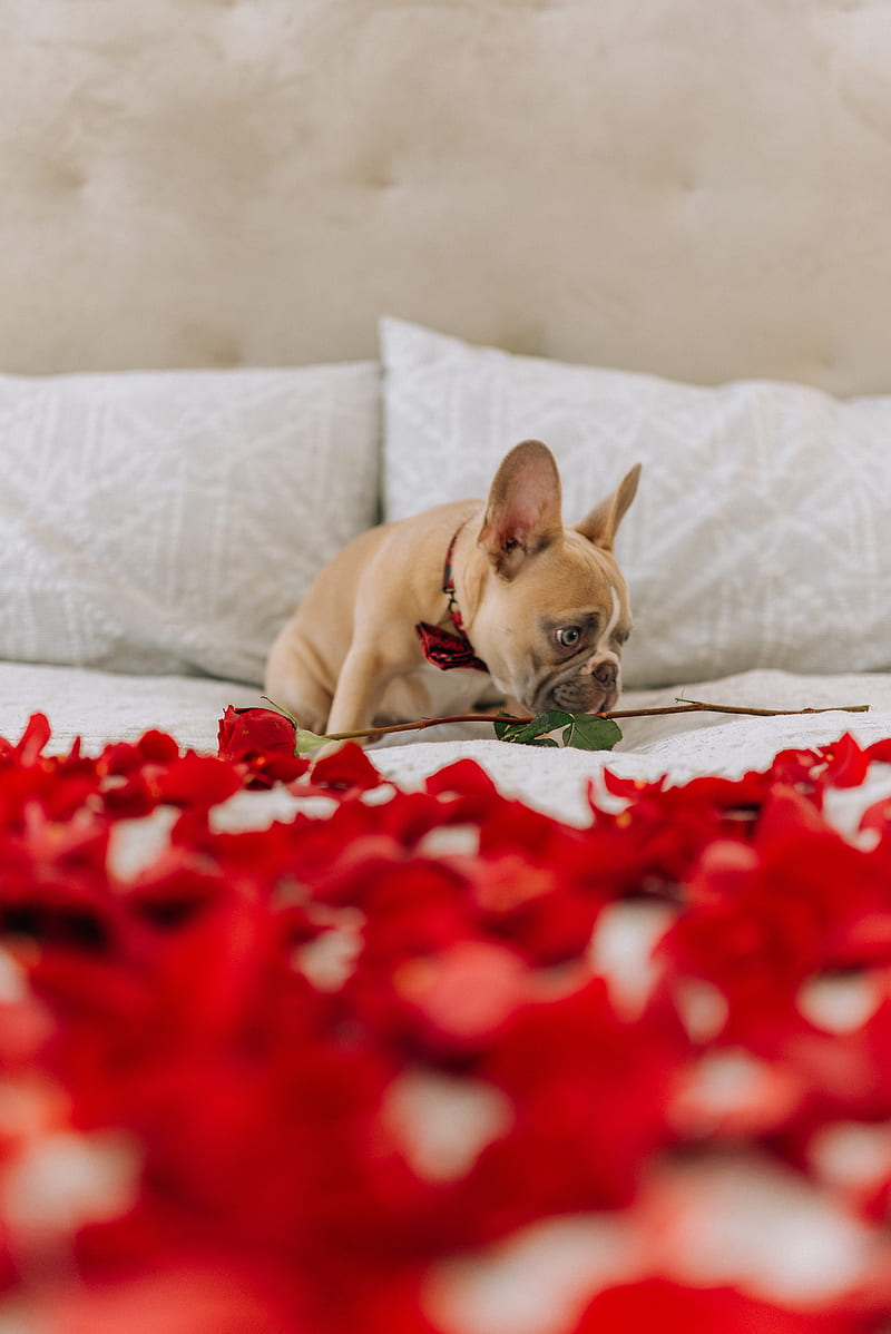 pug, dog, cute, rose, petals, HD phone wallpaper