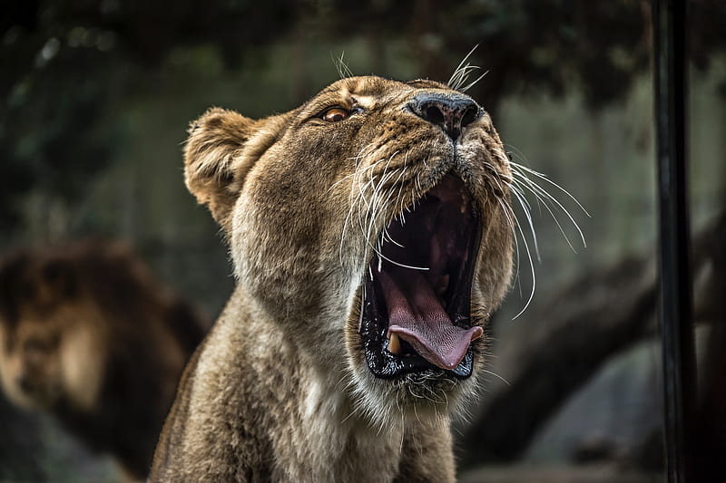 Lion With Open Mouth , lion, predator, animals, HD wallpaper