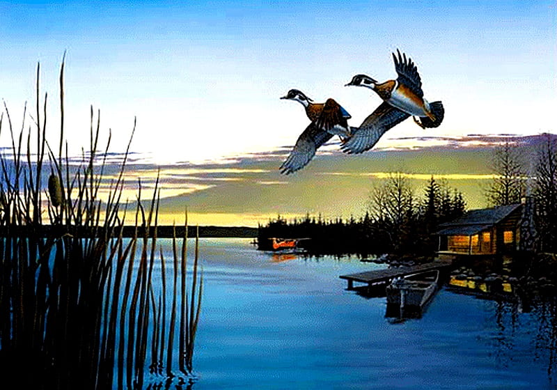 Wild Ducks, ducks, plane, cabin, lake, HD wallpaper