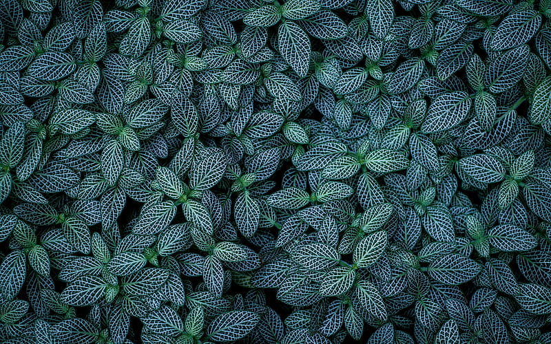 green leaves texture, natural texture, background with green leaves, eco texture, leaves texture, green leaf with white lines, plants texture, HD wallpaper