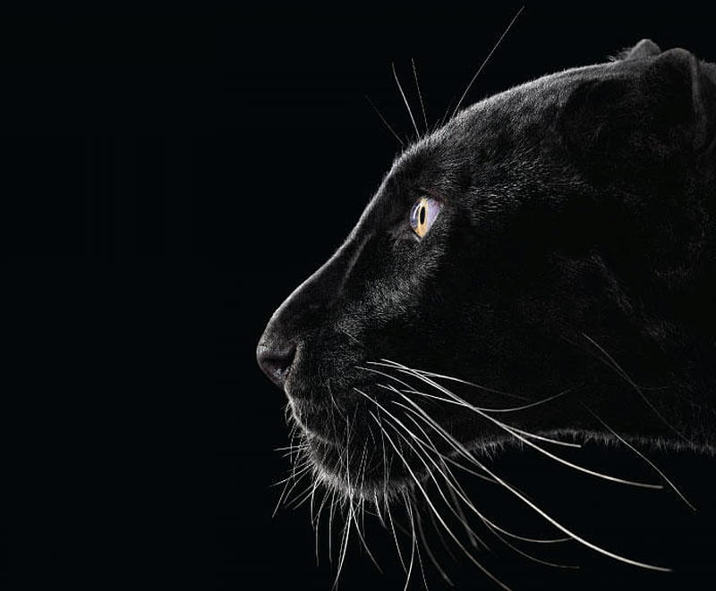black panther, animals, big cats, HD wallpaper
