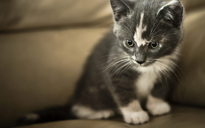 small gray kitten, domestic cat, small cat, cute animals, HD wallpaper