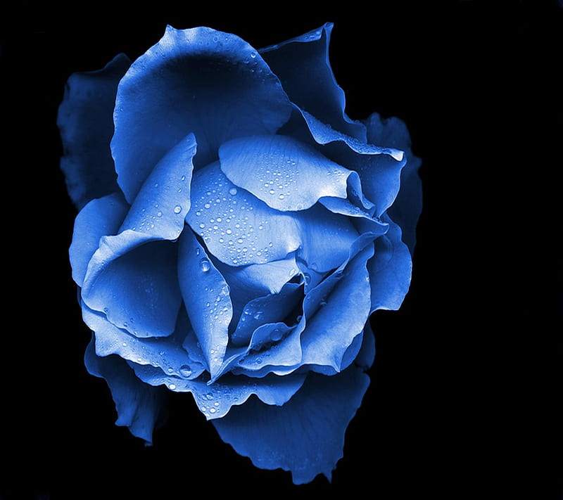 Blue Rose, HD wallpaper | Peakpx