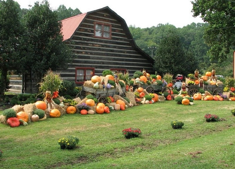 Fall harvest, fall, harvest, garden, nature, pumpkins, HD wallpaper