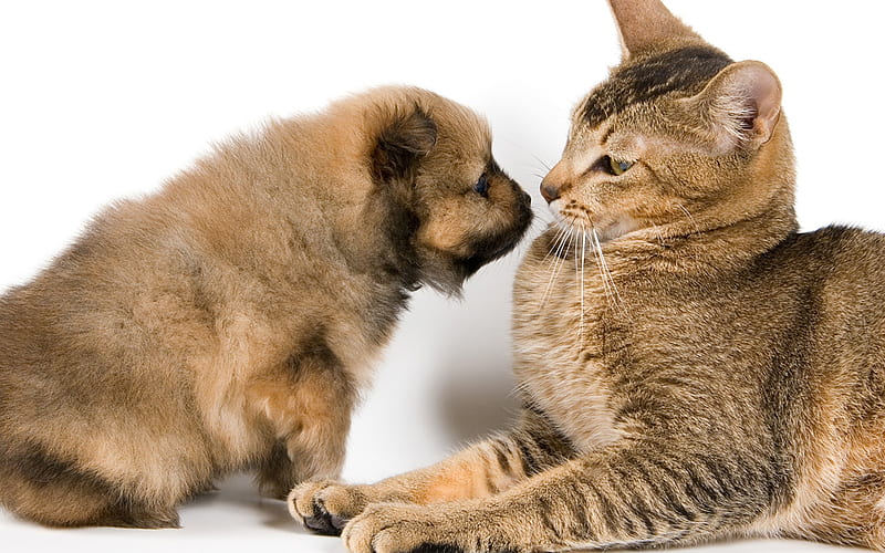 Puppy Sniffing at the Cat, cat, kitten, puppy, animal, dog, HD wallpaper