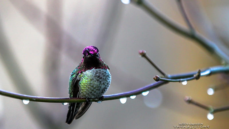 Annas Hummingbird, hummingbird, birds, flying, HD wallpaper