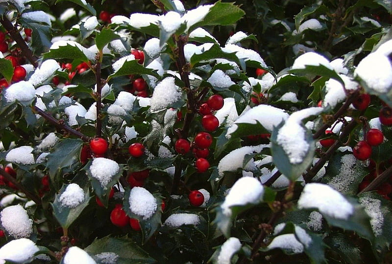 Holly, red, green, snow, winter, frost, cold, HD wallpaper