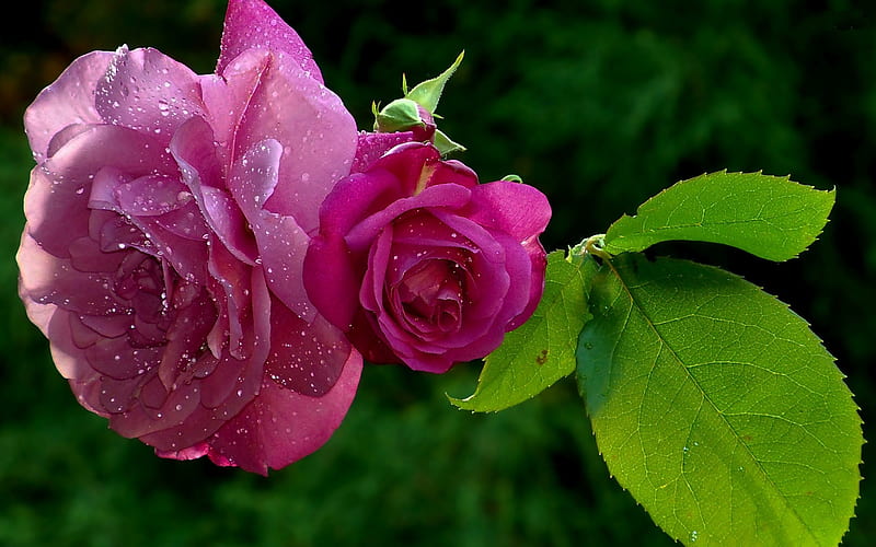 Pink Roses With Dew Drops, flowers, dew, nature, drops, petals, roses ...
